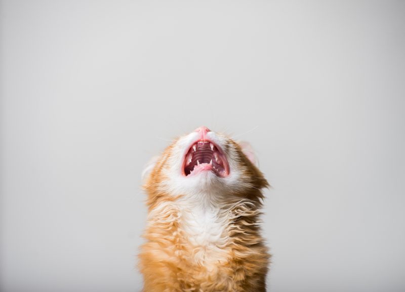 口を開ける猫